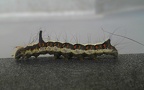 Gattung Acronicta (Ochsenheimer, 1816)