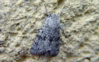 Familie Noctuidae (Latreille, 1809)