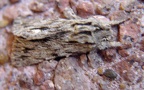 Gattung Asteroscopus (Boisduval, 1828)