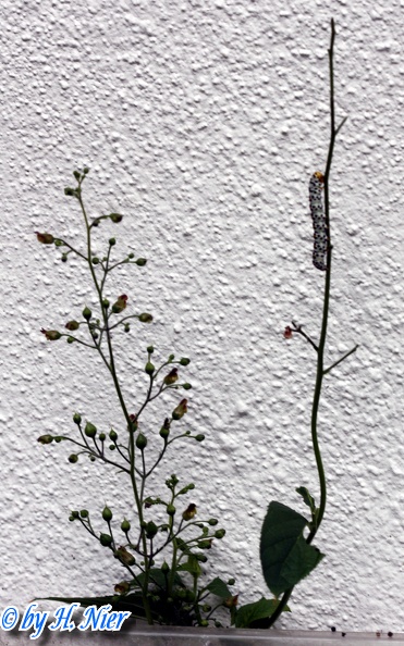 Cucullia scrophulariae -  3. Raupenfund (Futterpflanze)