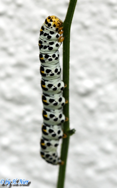 Cucullia scrophulariae -  3. Raupenfund