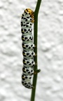 Cucullia scrophulariae -  3. Raupenfund