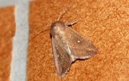 Mythimna albipuncta -  1. Fund