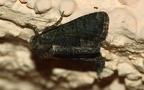 Oligia cf. versicolor -  2. Fund
