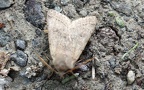 Orthosia (Monima) cerasi (Fabricius, 1775)