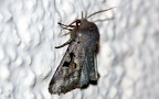 Orthosia gothica (Linnæus, 1758)
