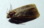 Spodoptera exigua -  1. Fund (totes Imago)
