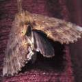 Pterostoma palpina -  1. Fund