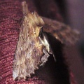 Pterostoma palpina -  1. Fund