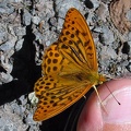 Argynnis paphia -  8. Fund (Männchen) 