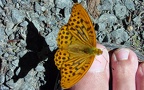 Argynnis paphia -  8. Fund (Männchen) 