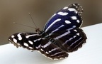 Gattung Catonephele (Hübner, 1819)