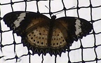Gattung Cethosia (Fabricius, 1807)
