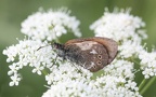 Gattung Coenonympha (Hübner, 1819)
