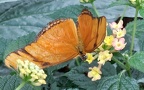 Gattung Dryas (Hübner, 1807)