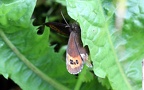 Gattung Erebia (Dalman, 1816)