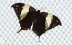 Gattung Hypna (Hübner, 1819)