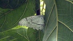 Gattung Morpho (Fabricius, 1807)