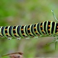 Papilio machaon -  1. Raupenfund