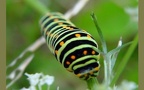 Papilio machaon -  1. Raupenfund