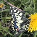Papilio machaon -  3. Fund