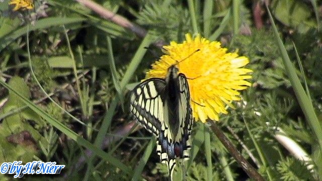 Papilio machaon -  3. Fund