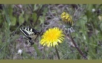 Papilio machaon -  4. Fund