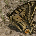 Papilio machaon -  5. Fund
