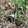 Papilio machaon -  7. Fund