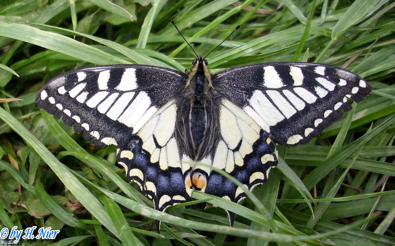 Papilio machaon -  8. Fund