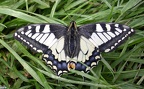 Papilio machaon -  8. Fund