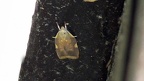 Carcina quercana (Fabricius, 1775)