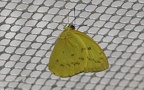 Gattung Catopsilia (Hübner, 1819)