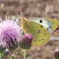 colias_hyale_4a.jpg