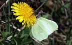 Gattung Gonepteryx (Leach, 1815)