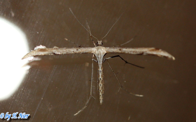 Emmelina monodactylus -  3. Fund