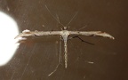 Familie Pterophoridae (Zeller, 1815)