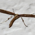 Emmelina monodactylus -  4. Fund
