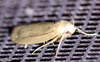 Familie Pyralidae (Latreille, 1802)