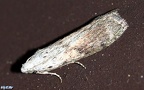 Aphomia sociella -  2. Fund (Männchen)