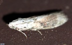 Aphomia sociella -  2. Fund (Männchen)