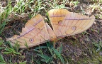 Familie Saturniidae (Boisduval, 1837)