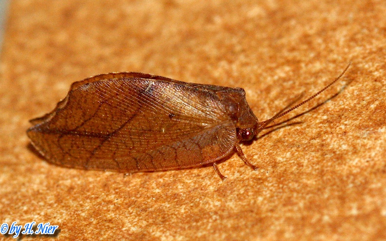 Drepanepteryx phalaenoides -  1. Fund