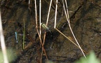 Anax imperator -  4. Fund (Weibchen bei der Eiablage)