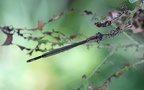 Ischnura elegans - 11. Fund (Weibchen)