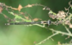 Ischnura elegans - 12. Fund (Weibchen)