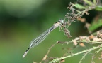 Ischnura elegans - 12. Fund (Weibchen)