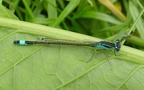 Ischnura elegans -  2. Fund (Männchen)