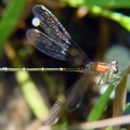 Ischnura elegans -  5. Fund (Weibchen)
