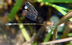 Ischnura elegans -  5. Fund (Weibchen)